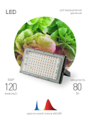 Фитопрожектор для растений светодиодный FITO-80W-RB-LED-Y красно-синего спектра - ЭРА (Энергия света), артикул Б0053082