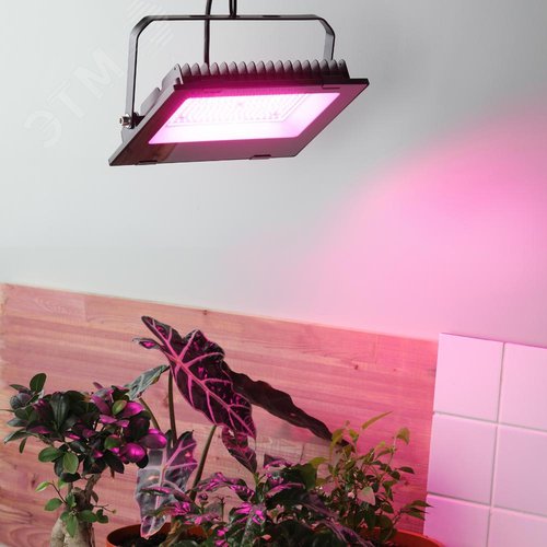 Прожектор красно-синего спектра FITO-100W-RB-LED 12