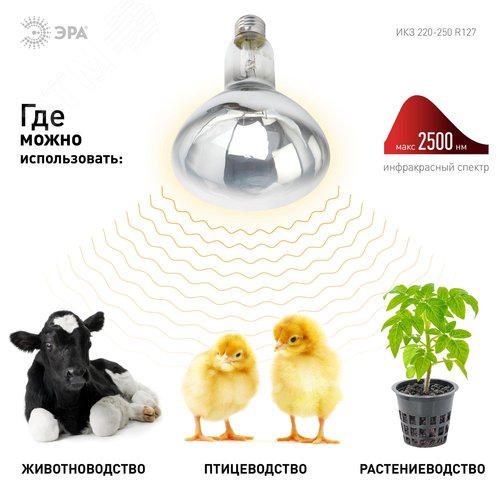 Лампа инфракрасная ИКЗ 220-250 R127 E27 250 Вт ЭРА - фото 7